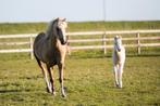 Welsh A Palomino merrie, Dieren en Toebehoren, Dressuurpony, Niet van toepassing, 7 tot 10 jaar, B pony (1.17m tot 1.27m)
