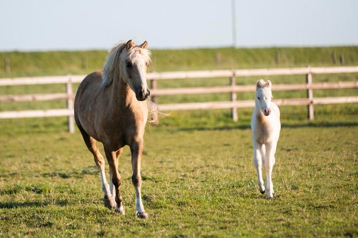 Welsh A Palomino merrie, Dieren en Toebehoren, Pony's, Meerdere dieren, Niet van toepassing, B pony (1.17m tot 1.27m), Dressuurpony