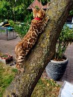 Schitterende bengaal kittentjes met stamboom, Dieren en Toebehoren, Katten en Kittens | Raskatten | Korthaar, Meerdere dieren
