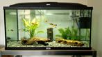 Jewel aquarium met toebehoren 80 cm breed, Ophalen, Zo goed als nieuw, Gevuld zoetwateraquarium