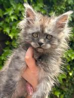 Maine Coon kittens met stamboom, Dieren en Toebehoren, Katten en Kittens | Raskatten | Langhaar, Meerdere dieren, Met stamboom