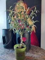 Nieuw zijdeglans olijfboom met pot, Ophalen of Verzenden, Nieuw