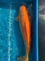 Benigoi - 100 cm, Karper of Koi