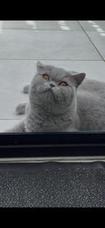 Britse korthaar net 1 jaar, gecastreerd, gechipt, Kater, Gechipt, 0 tot 2 jaar