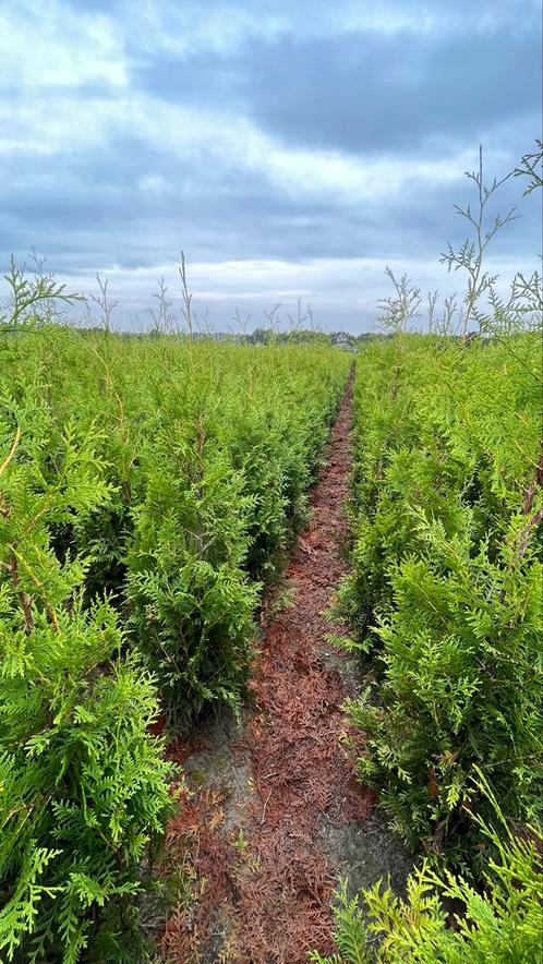 Thuja ‘Brabant’ Haagconiferen met kluit (Thuisbezorgd), Tuin en Terras, Planten | Struiken en Hagen, Conifeer, Ophalen of Verzenden