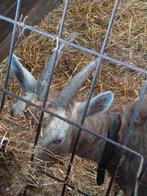 Toggenburger geiten 2 stuks, Dieren en Toebehoren, Vrouwelijk, Dwerg