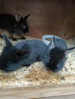 Nog 3 jonge leeuwenkop konijnen te koop, Dieren en Toebehoren, Konijnen