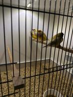 Gouldamadines poppen, Dieren en Toebehoren, Vrouwelijk, Tropenvogel, Geringd