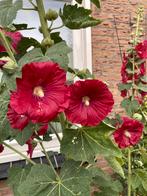 Zaden stokroos rood, Tuin en Terras, Ophalen of Verzenden, Voorjaar, Volle zon, Zaad