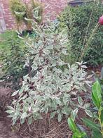 cornus alba elegantissima, Ophalen, Overige soorten, Struik, 100 tot 250 cm