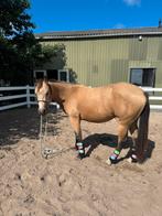 Quarter Horse Ruin te koop, Dieren en Toebehoren, Ruin, Recreatiepaard