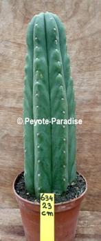 Valse San Pedro Cactus - Niet Echinopsis pachanoi (UC634), Cactus, Bloeiende kamerplant, Volle zon, 200 cm of meer