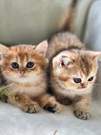 Britse/Brits korthaar meisjes en jongens met stamboom, Dieren en Toebehoren, Katten en Kittens | Raskatten | Korthaar, Meerdere dieren