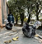 USA Zijdehoen Zwart Mottled TESTEIEREN, Dieren en Toebehoren, Pluimvee, Meerdere dieren, Kip