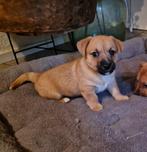 Te koop prachtige nestje jack Russell X cairn terriër puppy', Parvo, Overige rassen, 8 tot 15 weken, Meerdere dieren
