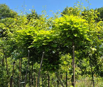 bol catalpa  beschikbaar voor biedingen