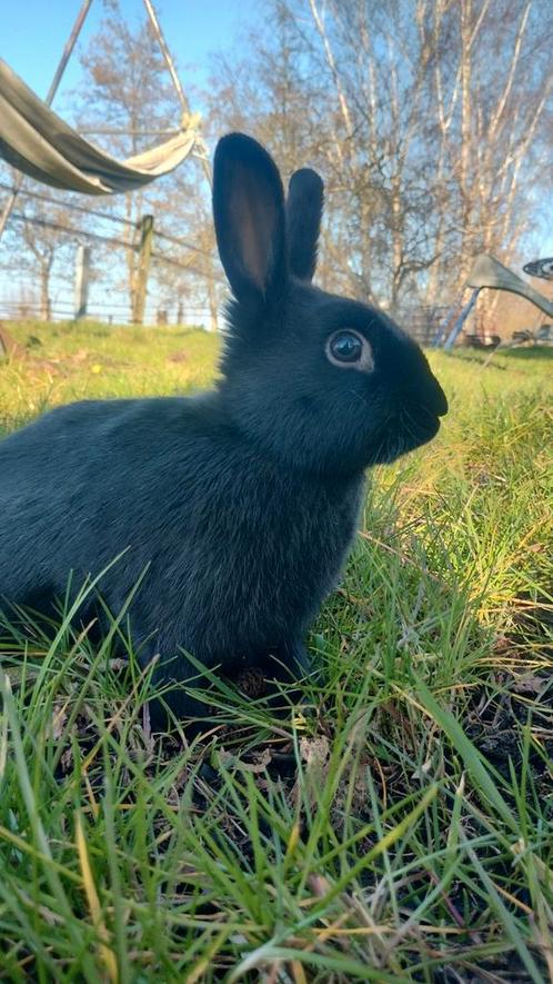 Gratis tam konijn voedster, Dieren en Toebehoren, Konijnen, Klein, Vrouwelijk, 0 tot 2 jaar