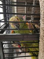 Groenen amazone Papegaaie, Dieren en Toebehoren, Vogels | Parkieten en Papegaaien, Geslacht onbekend, Papegaai