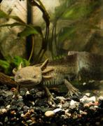 Axolotl vrouw gezocht volwassen, Dieren en Toebehoren, Overige typen