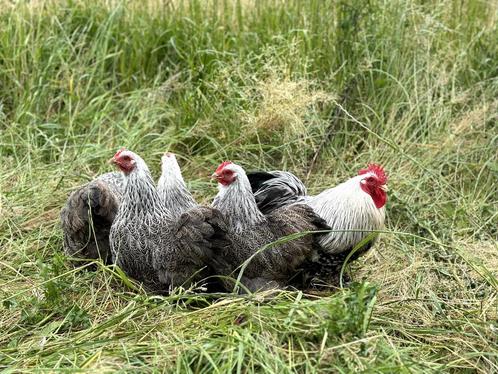 Cochin kriel kippen Zilverpatrijs, gesekst en ingeënt, Dieren en Toebehoren, Pluimvee, Kip, Vrouwelijk