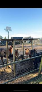 Kleinschalige Pensionstalling in Hierden – Plek Vrij!, Weidegang, 2 of 3 paarden of pony's