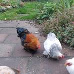 Twee Cochin kriel hanen, Dieren en Toebehoren, Mannelijk, Kip