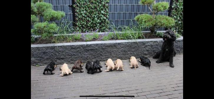 Labradoodle puppys, Dieren en Toebehoren, Honden | Chihuahua's en Gezelschapshonden, Meerdere dieren, Overige rassen, Particulier