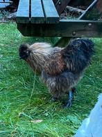 Zijdehoen / Silkie haan – geboren 28 mei 2025, Dieren en Toebehoren, Pluimvee, Mannelijk, Kip
