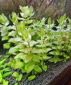 Aquarium plant Bacopa caroliniana, Dieren en Toebehoren, Vissen | Aquaria en Toebehoren, Ophalen of Verzenden, Nieuw, Plant(en), Steen of Hout