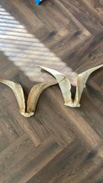 geiten Hoorns/gewei, Ophalen, Zo goed als nieuw, Wild dier
