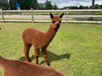 Mooie alpaca hengst te koop,, Dieren en Toebehoren, Mannelijk, Na 1 juli 2024