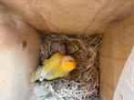 Jonge agapornis, Dieren en Toebehoren, Vogels | Parkieten en Papegaaien, Geslacht onbekend, Dwergpapegaai of Agapornis