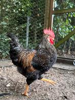 Cream Legbar x Barnevelder haan, Dieren en Toebehoren, Pluimvee, Mannelijk, Kip
