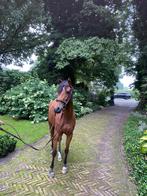 Jonge C pony met veel talant !, Merrie, Springpaard, Minder dan 160 cm, 3 tot 6 jaar