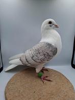 Mooie dominant opaal schildpostduif ongeringt 2023, Dieren en Toebehoren, Vogels | Duiven, Mannelijk, Postduif