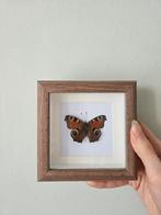 Vlinder in lijst, Verzamelen, Ophalen of Verzenden, Nieuw, Insect, Opgezet dier