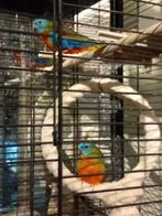 Heel mooi koppeltje turquoisine parkietjes, Dieren en Toebehoren, Meerdere dieren, Parkiet