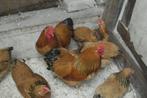 Wyandotte Hanen Kriel, Dieren en Toebehoren, Pluimvee, Mannelijk, Kip