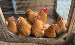 Orpington buff broedeieren en evt kuikens, Dieren en Toebehoren, Pluimvee, Geslacht onbekend, Kip