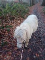 Verzorg pony aangeboden, Ophalen of Verzenden