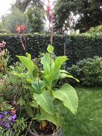Bloeiende Canna Tropische Plant, Tuin en Terras, Planten | Tuinplanten, Volle zon, Vaste plant, Zomer, Ophalen