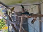 3 jonge kakariki parkieten., Meerdere dieren, Parkiet