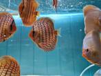 Discus Blue Turqouise, Symphysodon Discus, Vis, Zoetwatervis