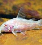 corydoras paleatus albino €2,95, Vis, Zoetwatervis