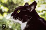 Gesteriliseerde zwartwitte poes, Dieren en Toebehoren, Katten en Kittens | Overige Katten, Poes