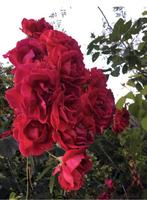 BIO Luxe geurende rozen in de potten diverse stekjes van, Overige soorten, Volle zon, Vaste plant, Ophalen of Verzenden