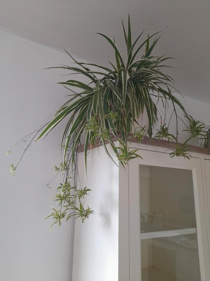 Bijna gratis 4 stekjes Graslelie €1.00 zakgeld voor dochter, Huis en Inrichting, Kamerplanten, Overige soorten, Minder dan 100 cm