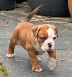 Bullforce Old English Bulldog pups, Dieren en Toebehoren, Nederland, 15 weken tot 1 jaar, Rabiës (hondsdolheid), Teef