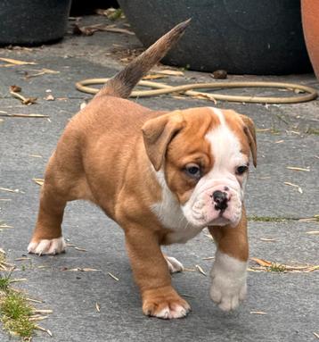 Bullforce Old English Bulldog pups beschikbaar voor biedingen