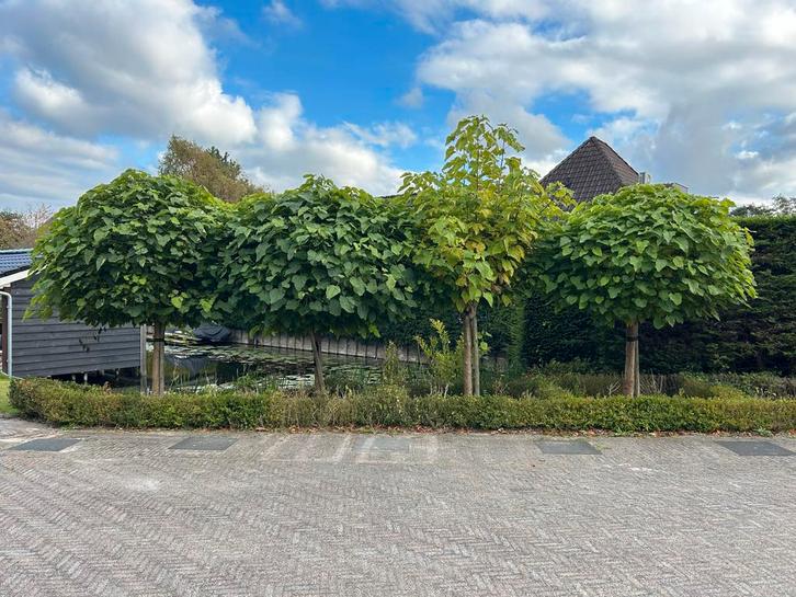 Gratis Catalpa Bolbomen - Trompetboom, Tuin en Terras, Planten | Bomen, Bolboom, 100 tot 250 cm, Volle zon, Bloeit niet, Ophalen